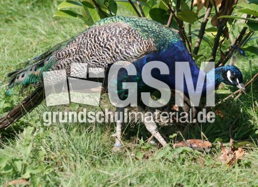 Blauer-Pfau-11.jpg
